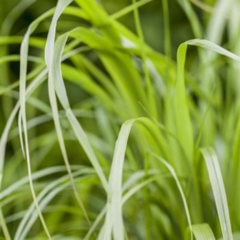 Calamagrostis brachytricha