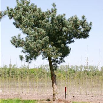 PSGL_Sol_baum_7xv_200-300x45-50x-500_STH220_G_WI_10_05_06_11447.jpg