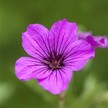 Geranium psilostemon 'Patricia'