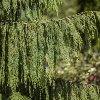 Chamaecyparis nootkatensis 'Pendula'