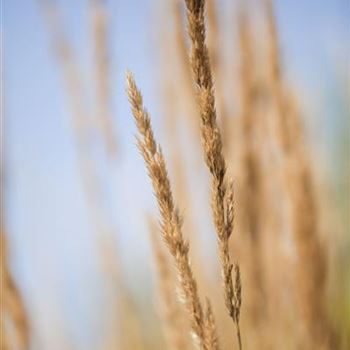 Calamagrostis x acutiflora 'Karl Foerster'