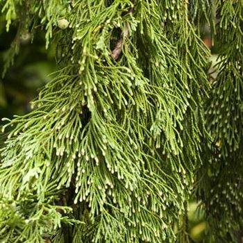 Chamaecyparis nootkatensis 'Pendula'