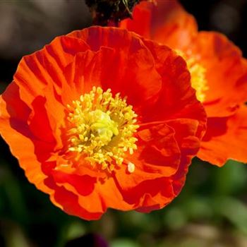 Papaver nudicaule