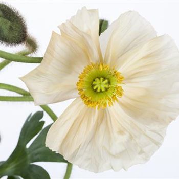 Papaver nudicaule