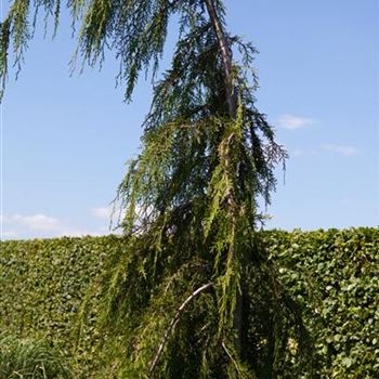 Chamaecyparis nootkatensis 'Pendula'