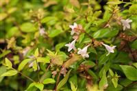 Abelia grandiflora