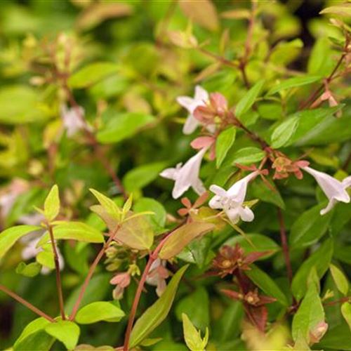 Abelia grandiflora