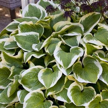 Hosta 'Wide Brim'