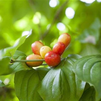 Cornus mas