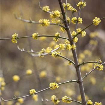 Cornus mas