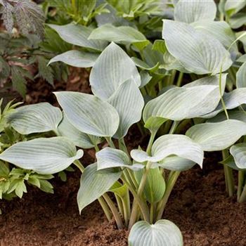 Hosta x tardiana 'Halcyon'