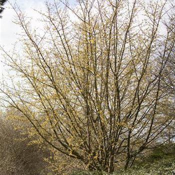 Cornus mas