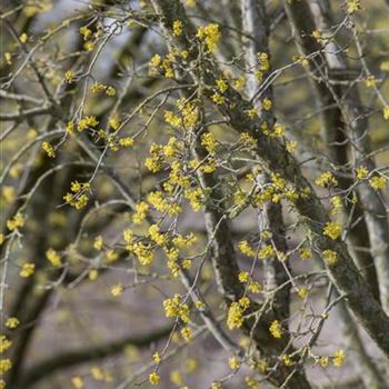 Cornus mas