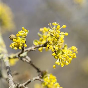 Cornus mas