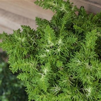 Chamaecyparis obtusa 'Fernspray Gold'