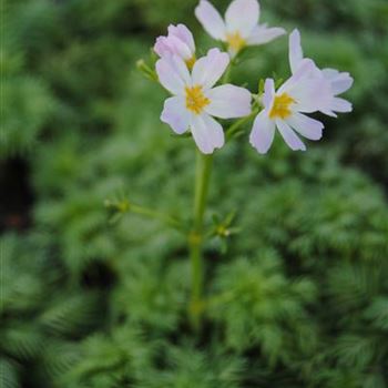 Hottonia palustris