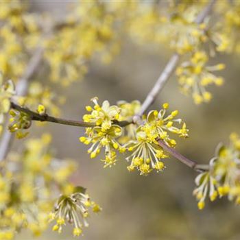 Cornus mas