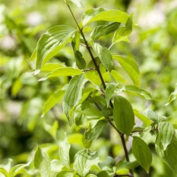 Cornus mas