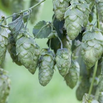 Humulus lupulus