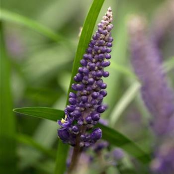 Liriope muscari