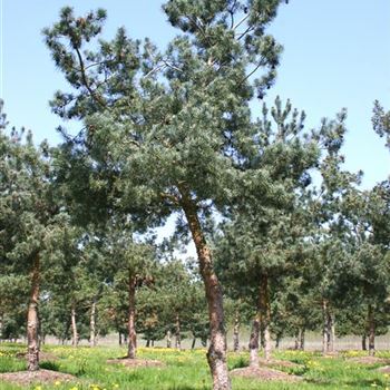 PSGL_Sol_baum_7xv_200-300x45-50x500_STH200_G_WI_10_05_06_11446.jpg