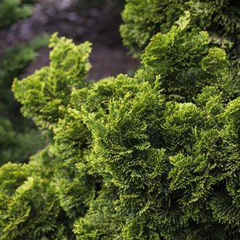 Chamaecyparis obtusa 'Nana Aurea'