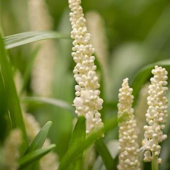 Liriope muscari 'Monroe White'