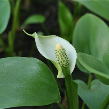 Calla palustris