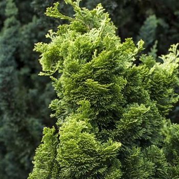 Chamaecyparis obtusa 'Nana Aurea'