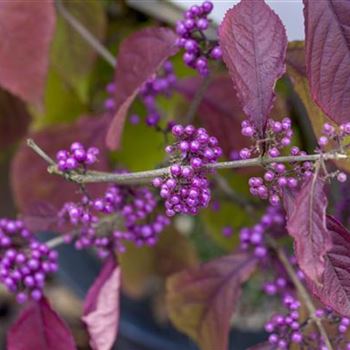 Callicarpa bodinieri var. giraldii 'Profusion'