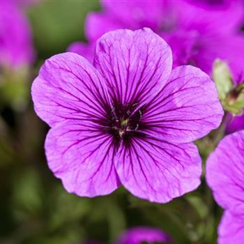 Geranium sanguineum