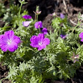 Geranium sanguineum