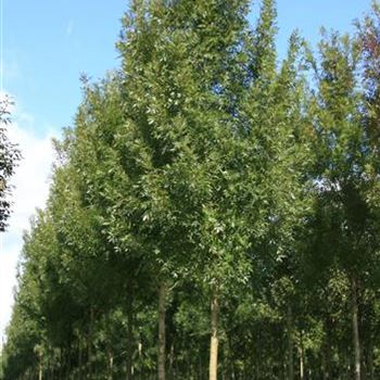 FARA_Sol_baum_5xv_200-300x25-30x500-700_G_ESCH825_06_09_07_19928.jpg