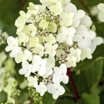 Hydrangea arborescens