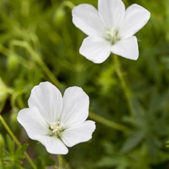 Geranium sanguineum 'Album'