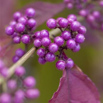 Callicarpa bodinieri