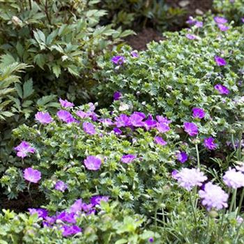 Geranium sanguineum