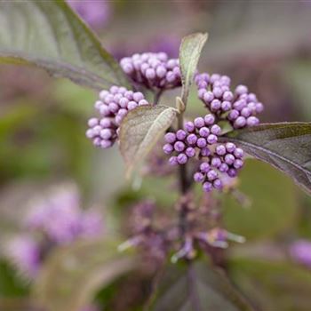 Callicarpa bodinieri var. giraldii 'Profusion'