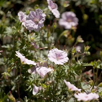 Geranium sanguineum var. striatum