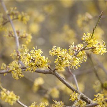 Cornus officinalis