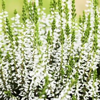 Calluna vulgaris Gardengirls® 'Alicia'(s)