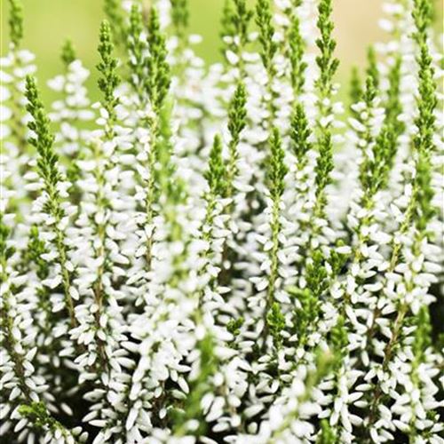 Calluna 'Alicia' (S)