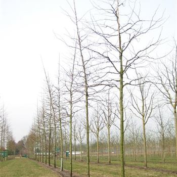 GTSU_Sol_baum_4xv_150-200x20-25x400-500_R_CA529_18_03_10_33974.jpg