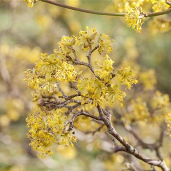 Cornus officinalis