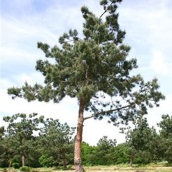 PSGL_Sol_baum_7xv_-300x45-50_STH150_G_WI_301-02_26_05_05_1095.jpg