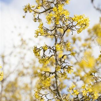 Cornus officinalis