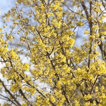 Cornus officinalis