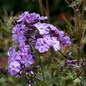 Phlox divaricata 'Clouds of Perfume'