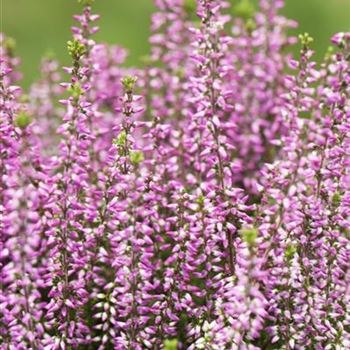 Calluna vulgaris Gardengirls® 'Amethyst'