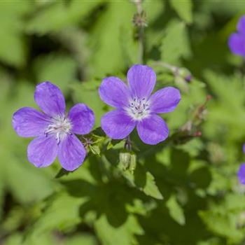 Geranium sylvaticum 'Mayflower'